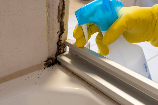 Best Attic Mold Remediation in Hartford, KY