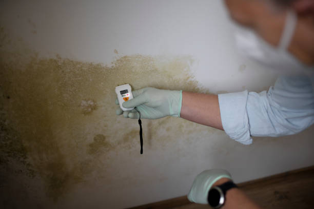 Best Post-Flood Mold Remediation in Hartford, KY