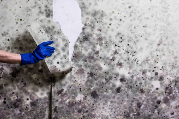 Best DIY Mold Remediation Support Services in Hartford, KY